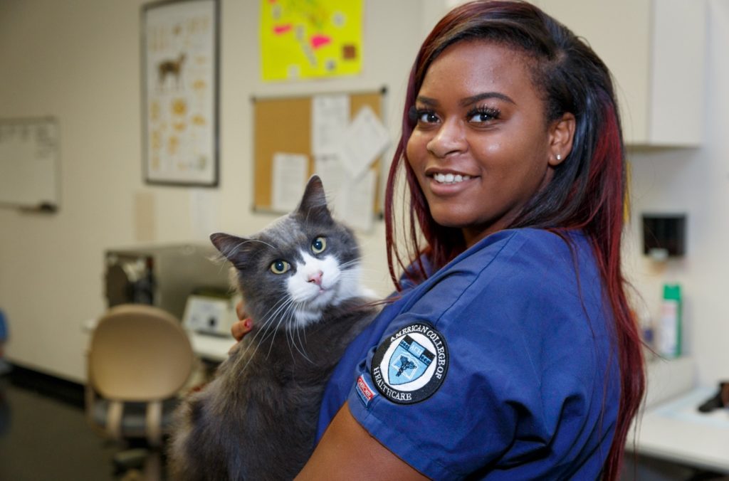 Veterinary Assistant program overview American College of Healthcare