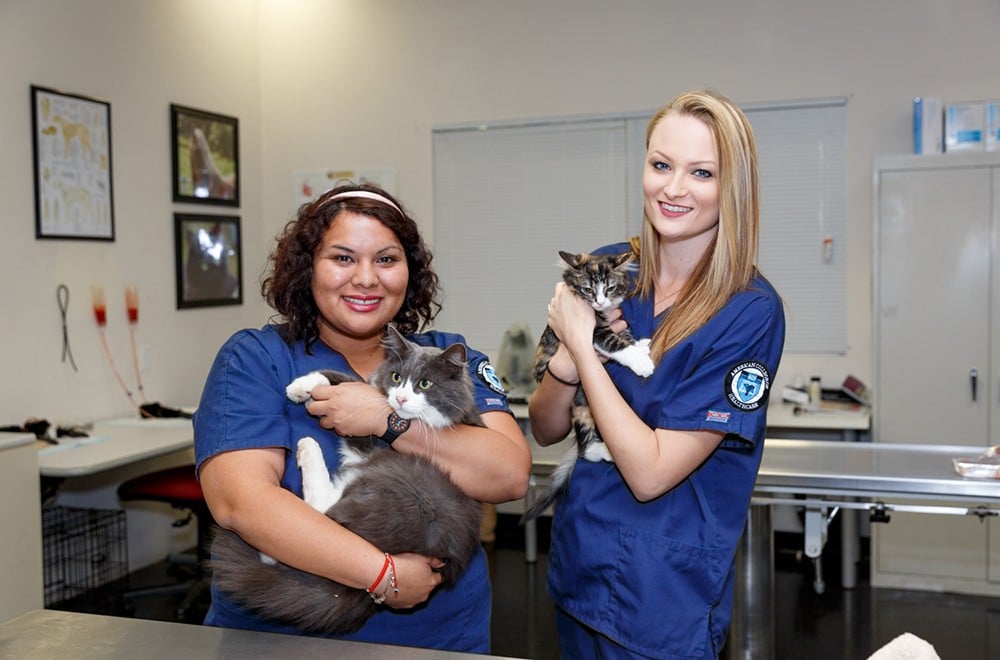 Should I Get a Veterinary Assistant Certificate in CA?