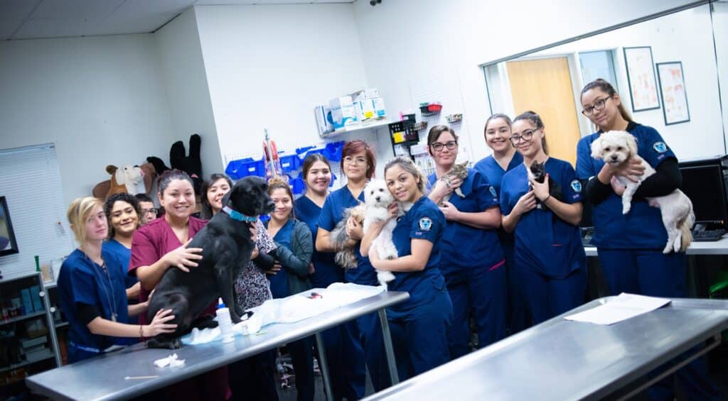 A Day in the Life of a Veterinary Assistant American College of