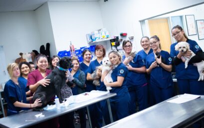 A Day in the Life of a Veterinary Assistant