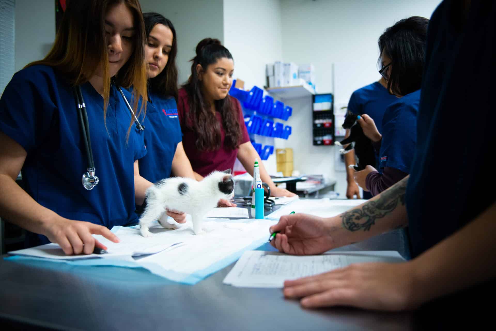 Veterinary Assistant student — click to play video