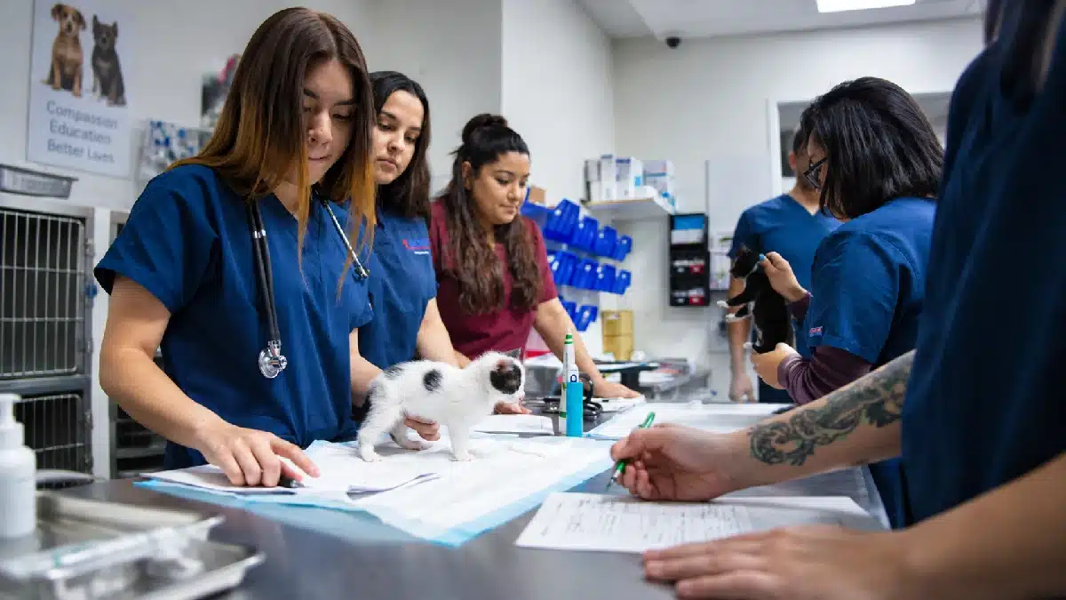 Veterinary Assistant training at ACHT